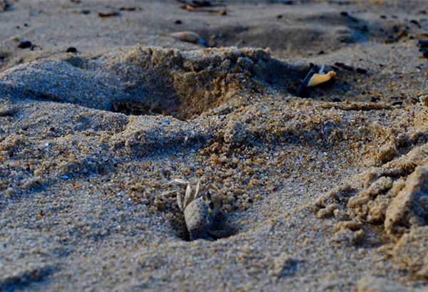 Kleine Loecher und Spuren in feuchtem Sand als Beobachtungsdetail