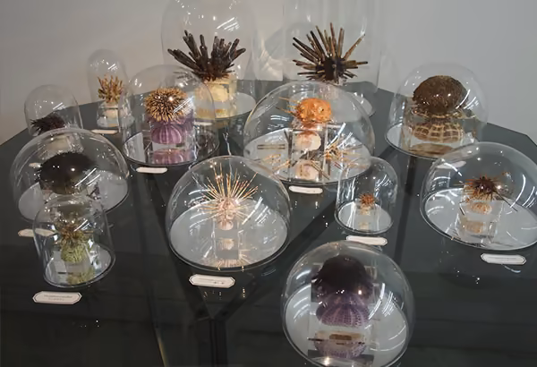 Maritime Fundobjekte unter Glasglocken als Anschauungsmaterial im Lernraum