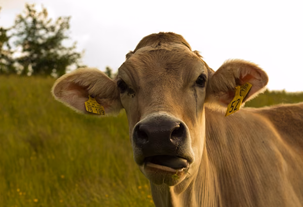 Kuh auf einer Wiese als Motiv fuer regionale Umwelt- und Landnutzungsthemen