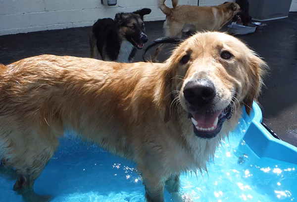 Hund steht in einem flachen Wasserbecken als alltagsnahes Motiv fuer Wasser und Pflege