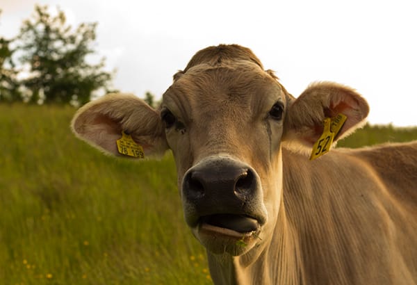 Kuh auf einer Wiese als Motiv fuer regionale Umwelt- und Landnutzungsthemen