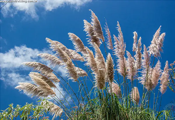 Hohe helle Graeser vor blauem Himmel als Pflanzendetail im Aussenraum
