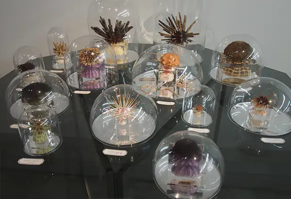 Maritime Fundobjekte unter Glasglocken als Anschauungsmaterial im Lernraum